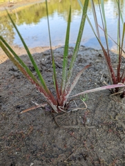Xyris difformis