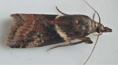 Moodna ostrinella