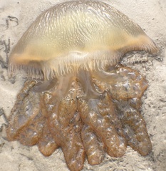 Catostylus