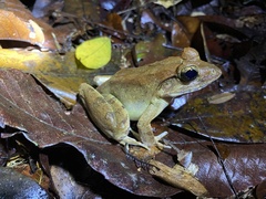 Limnonectes paramacrodon