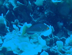 Cirrhilabrus punctatus