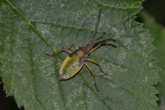 Gonocerus