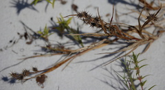 Cenchrus tribuloides