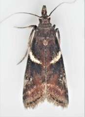 Moodna ostrinella