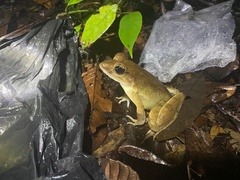 Limnonectes paramacrodon