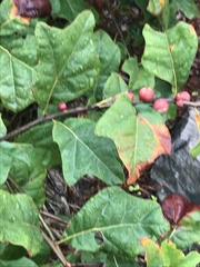 Kokkocynips imbricariae