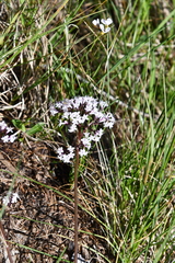 Valeriana capitata