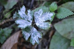 Erysiphe aquilegiae