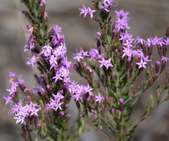 Liatris chapmanii