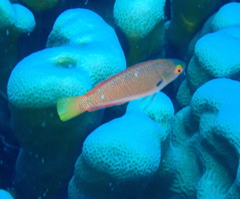 Cirrhilabrus punctatus