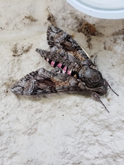 Agrius cingulata