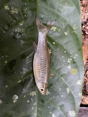 Rasbora