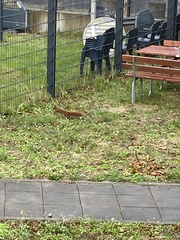 Sciurus vulgaris