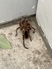 Cyrtopholis portoricae