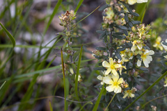 Hibbertia sericea