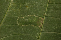 Phyllonorycter lucetiella