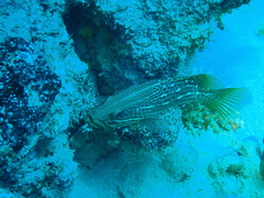 Anyperodon leucogrammicus