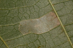 Phyllonorycter lucetiella