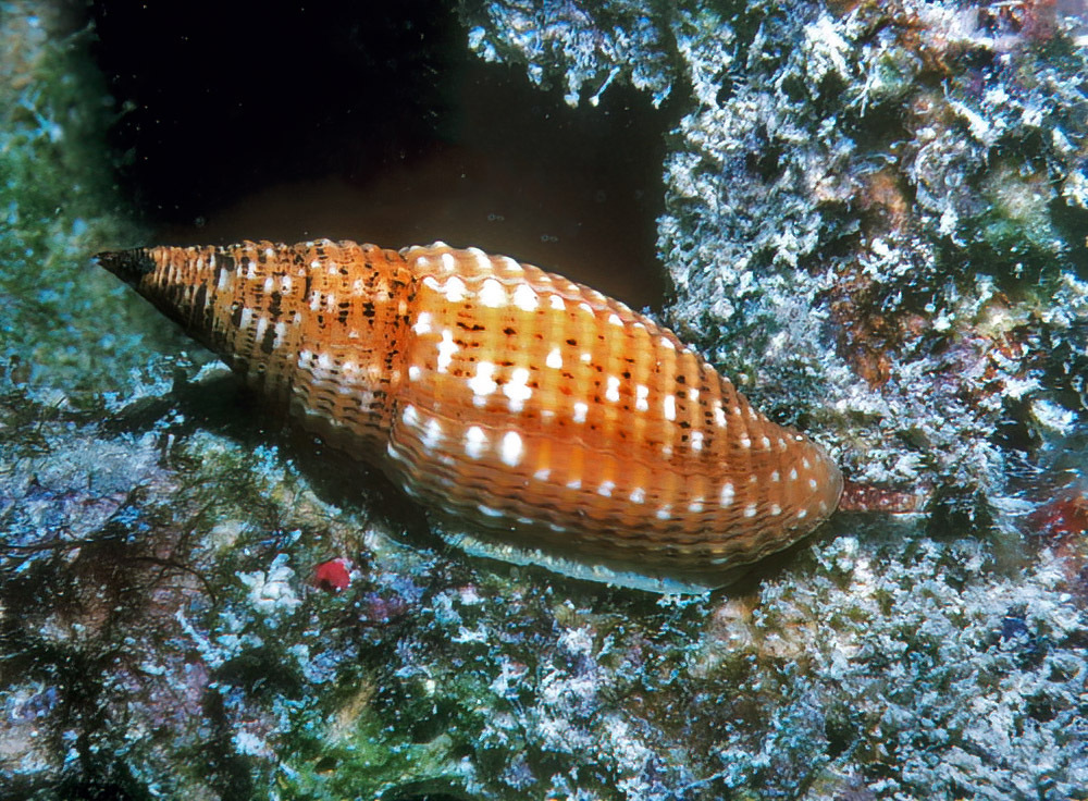 Scabricola vicdani