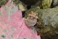 Gelastocoris oculatus