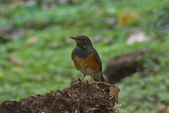 Turdus dissimilis