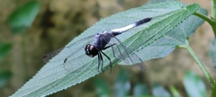 Brachydiplax sobrina