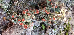 Cladonia cristatella