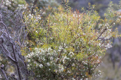 Hakea sericea