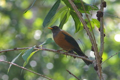 Turdus rubrocanus