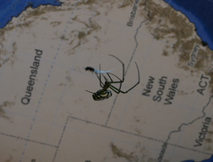 Leucauge dromedaria