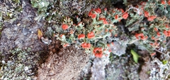 Cladonia cristatella