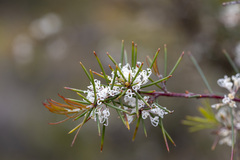 Hakea sericea