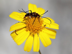 Strangalia sexnotata