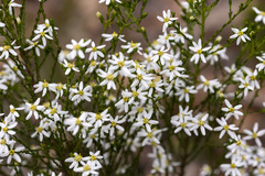 Olearia ramulosa