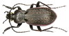 Carabus hortensis - Photo (c) Udo Schmidt, some rights reserved (CC BY-SA)