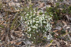 Olearia ramulosa