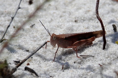 Spharagemon marmorata