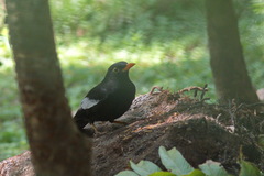 Turdus boulboul