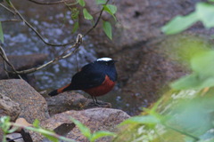 Phoenicurus leucocephalus