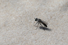 Laphystia texensis