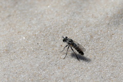 Laphystia texensis