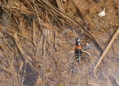 Staphylinus erythropterus