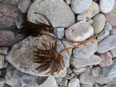 Laminaria digitata