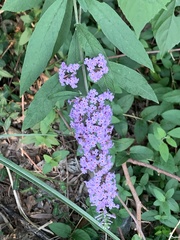 Buddleja davidii