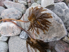 Laminaria digitata