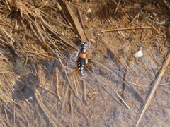 Staphylinus erythropterus