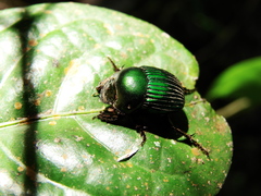 Chalcocopris hesperus