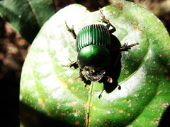 Chalcocopris hesperus