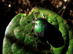 Chalcocopris hesperus