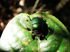 Chalcocopris hesperus